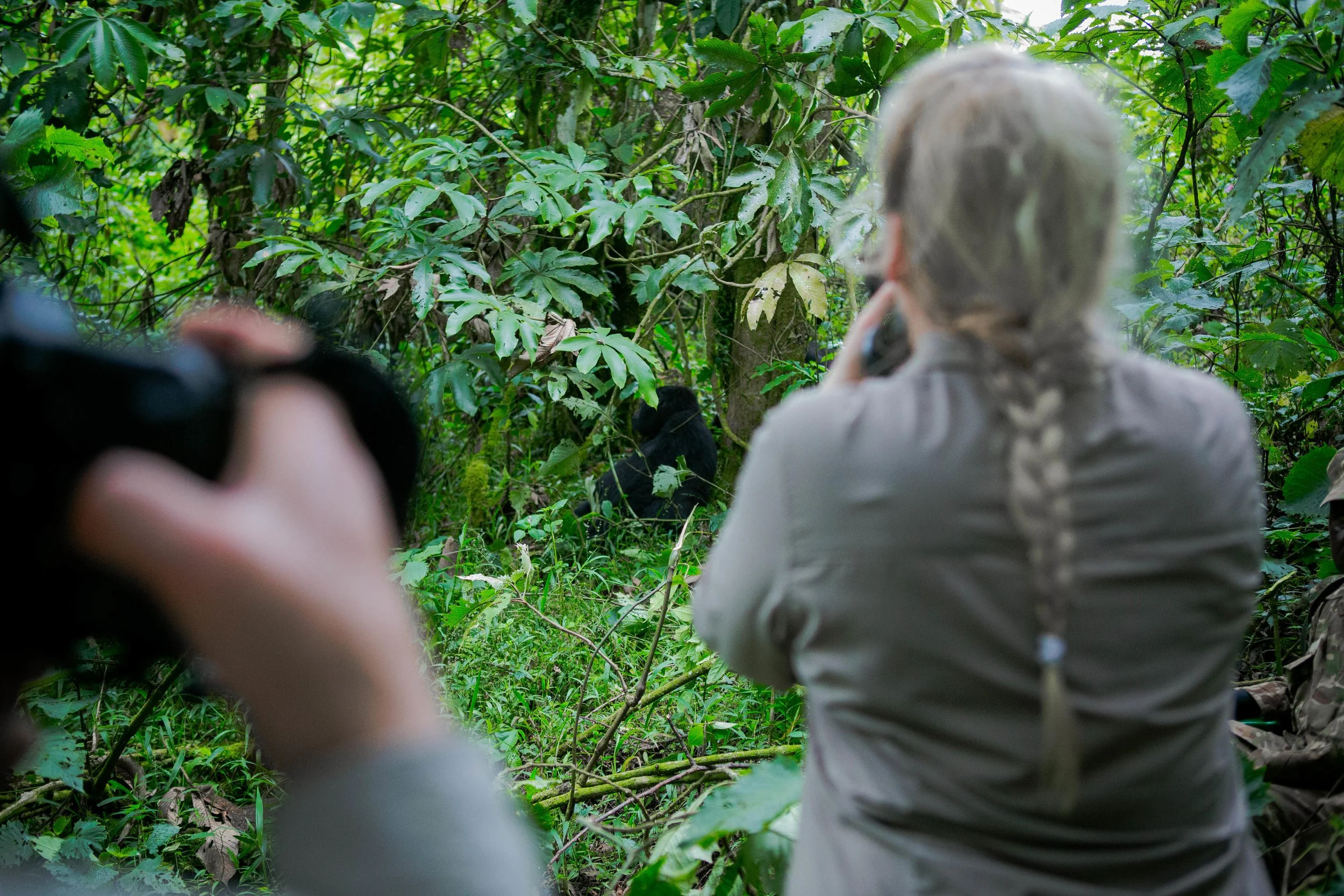 Woman with braided hair and camera taking a photo of a gorilla in a dense jungle.