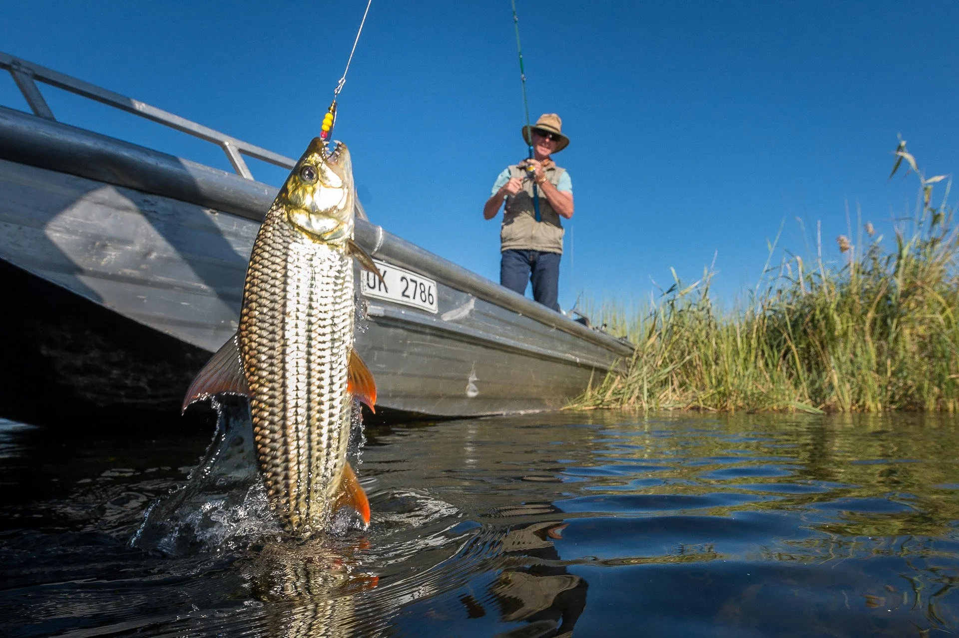 Person fishing from a boat with a large fish caught on the line in a freshwater setting, blue sky, grassy shoreline.