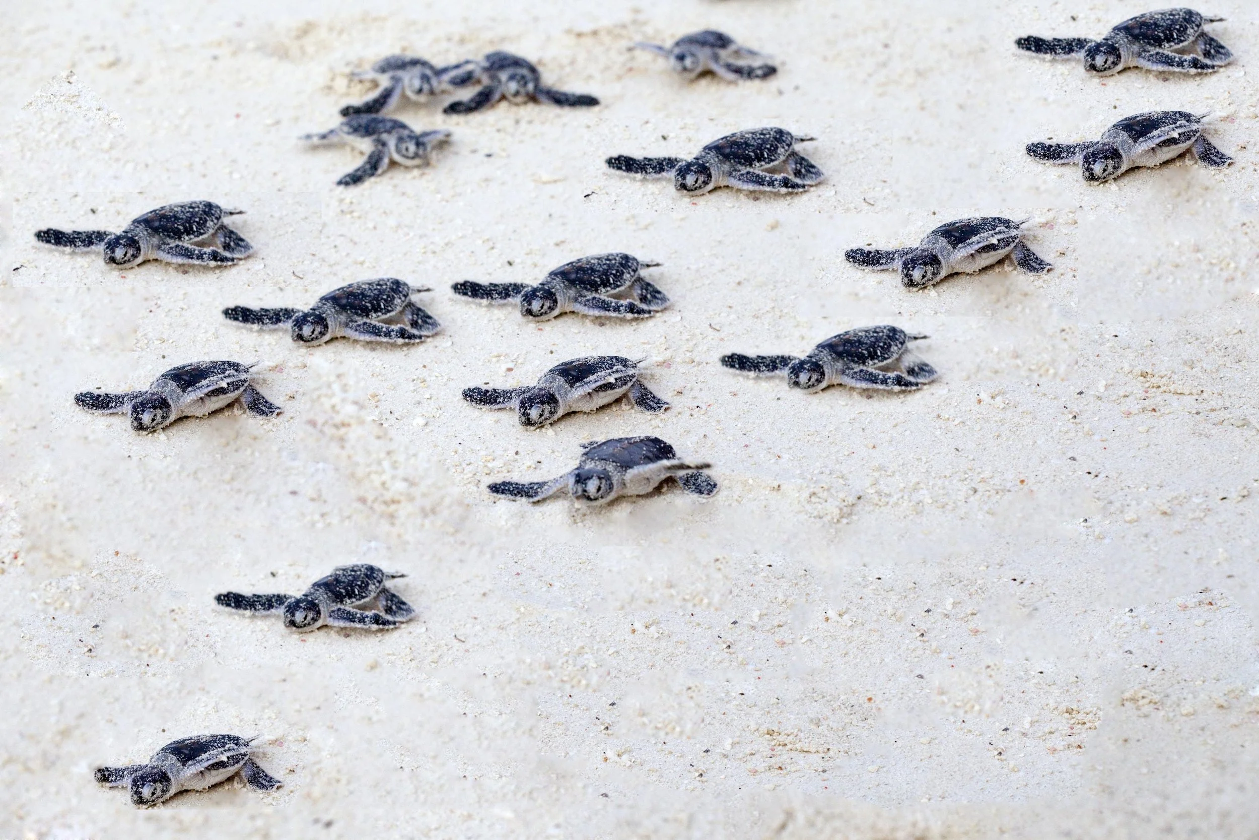 Group of baby sea turtles on sandy beach