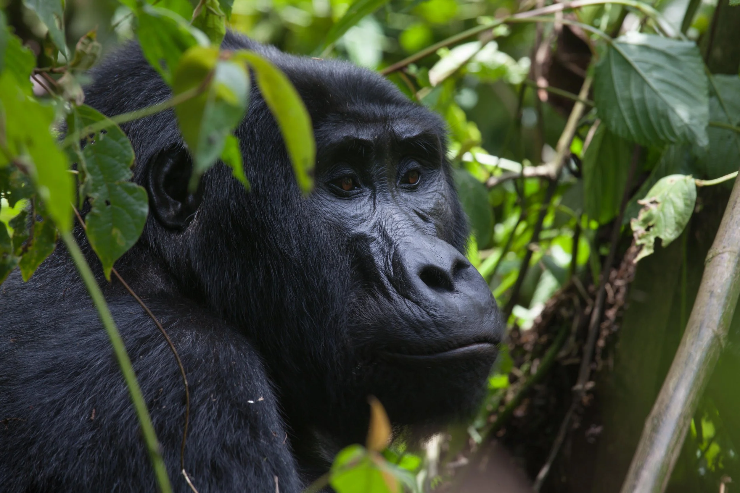 A close-up of a gorilla's face amidst dense jungle greenery.