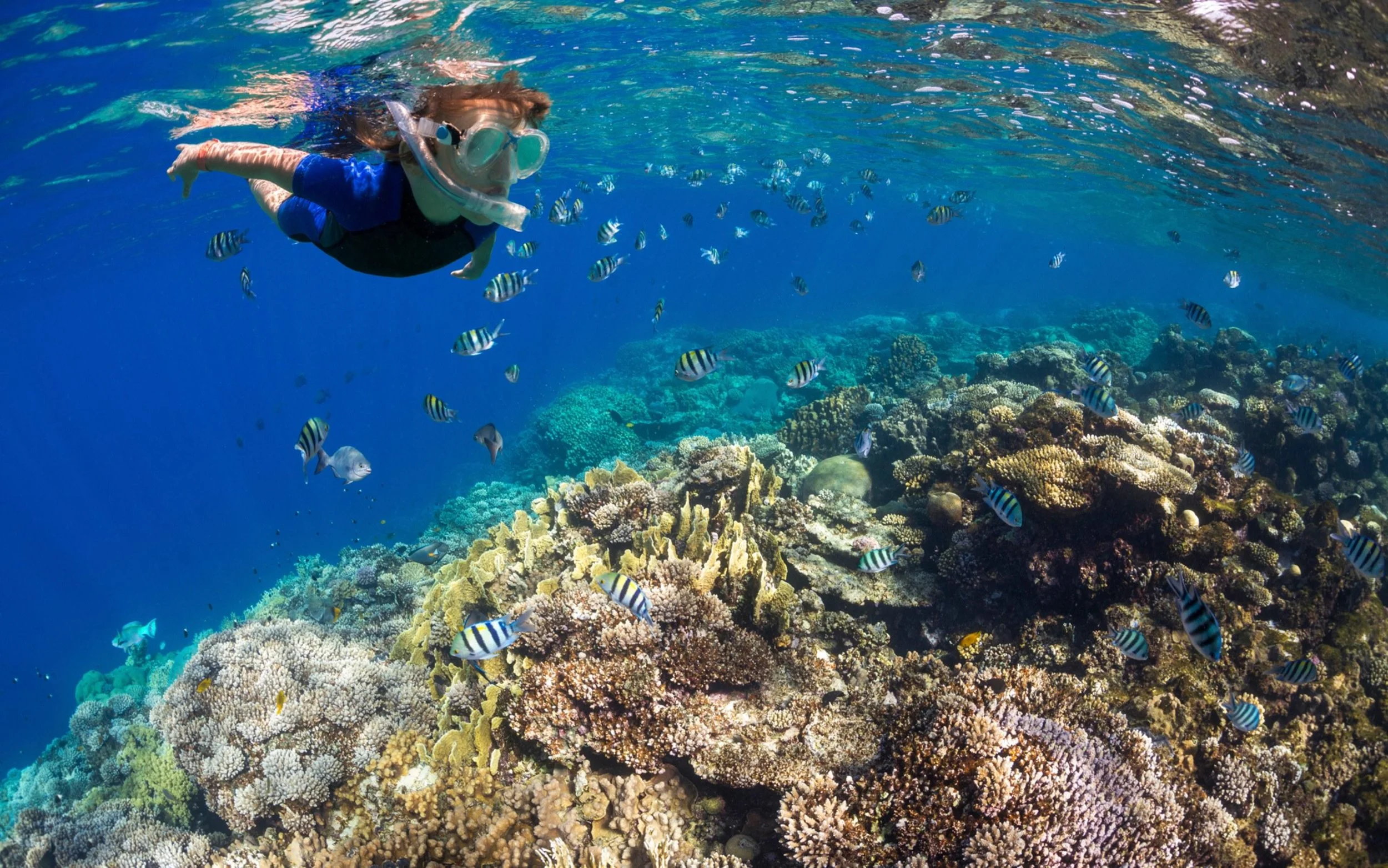 A person snorkeling above a vibrant coral reef filled with colorful fish.