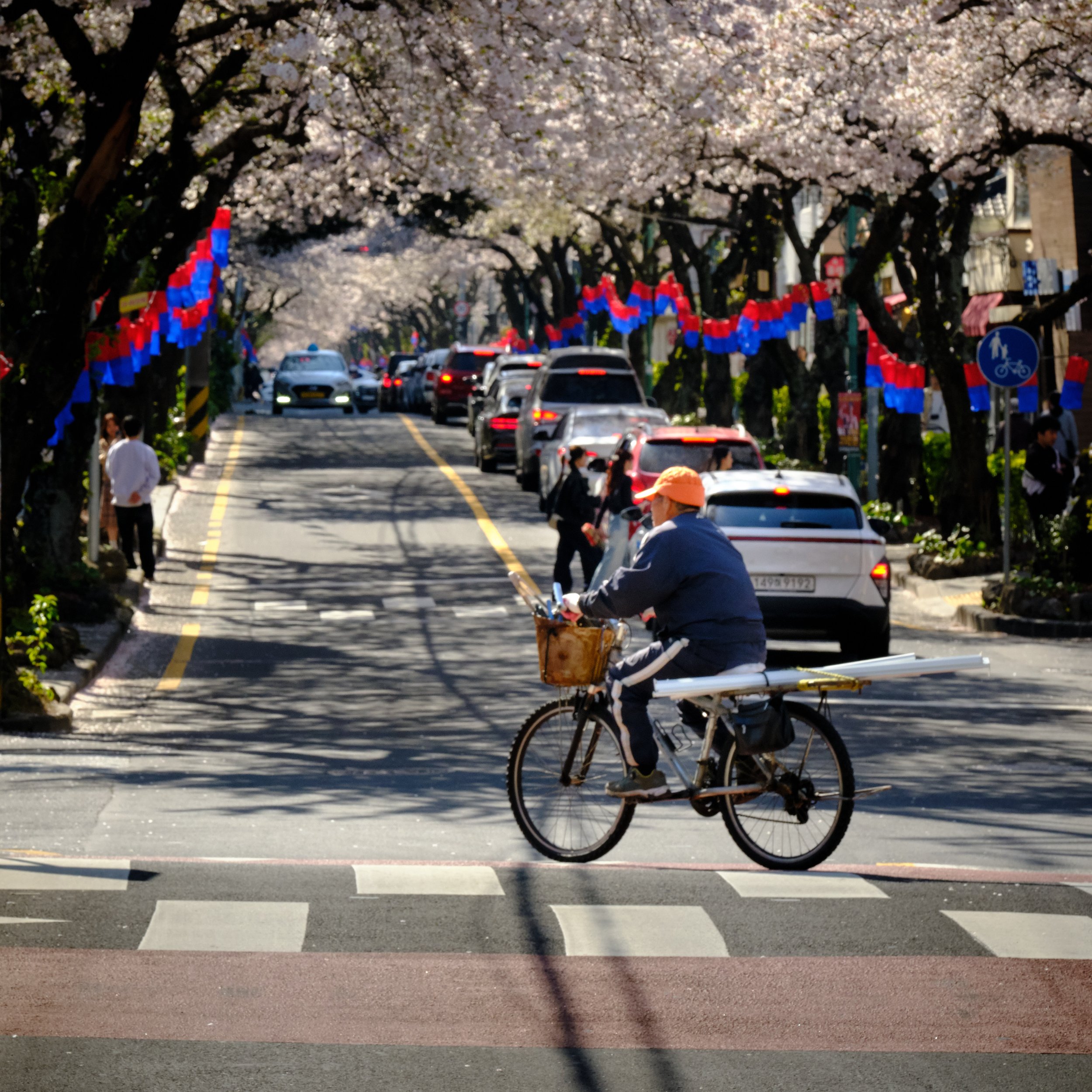 cherry blossom2905.jpeg