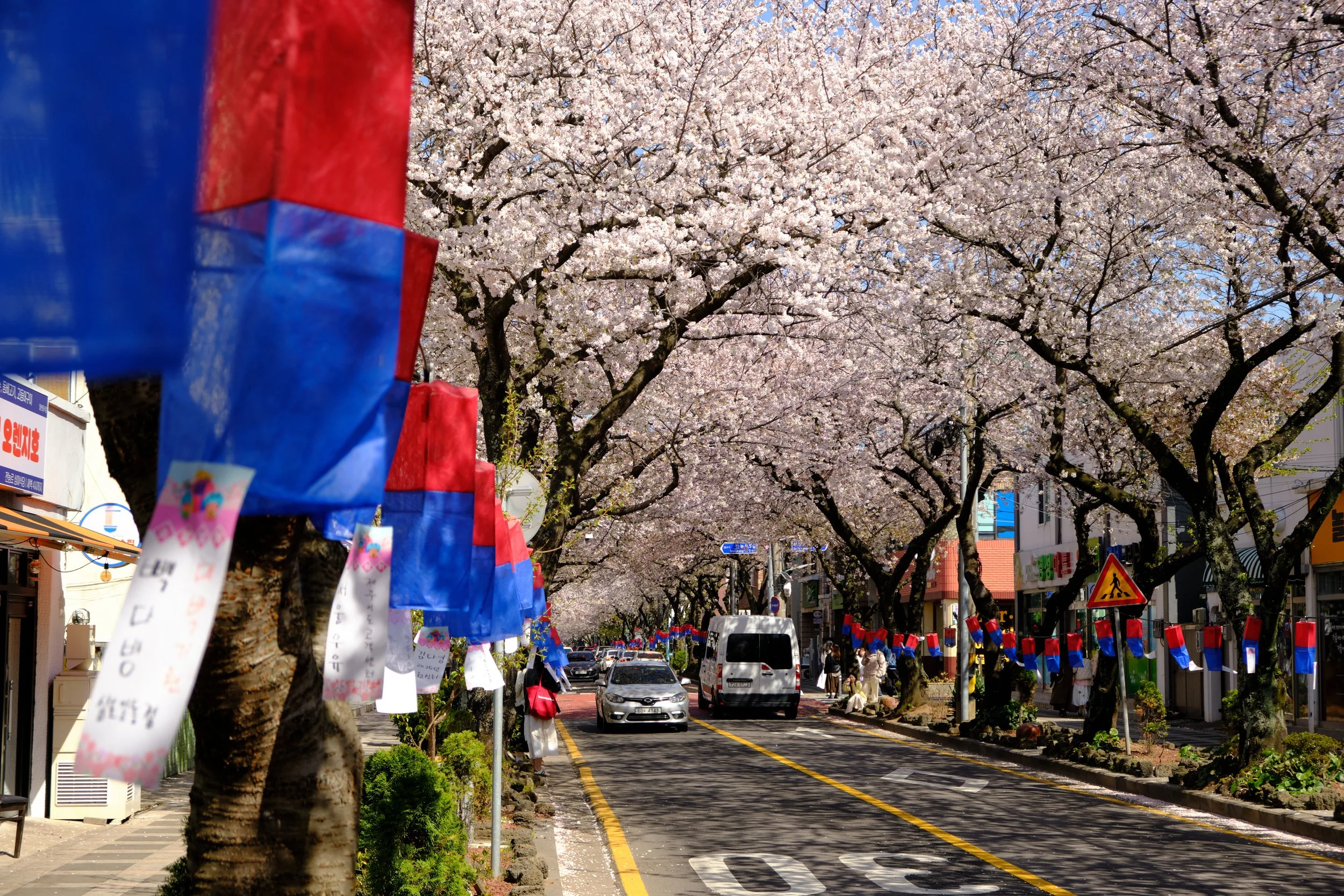 cherry blossom2882.jpeg