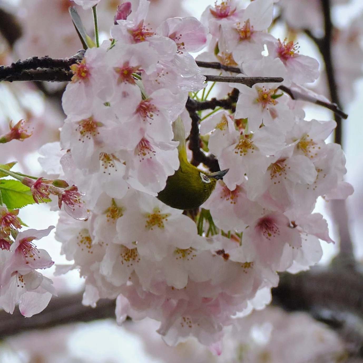 Working with families