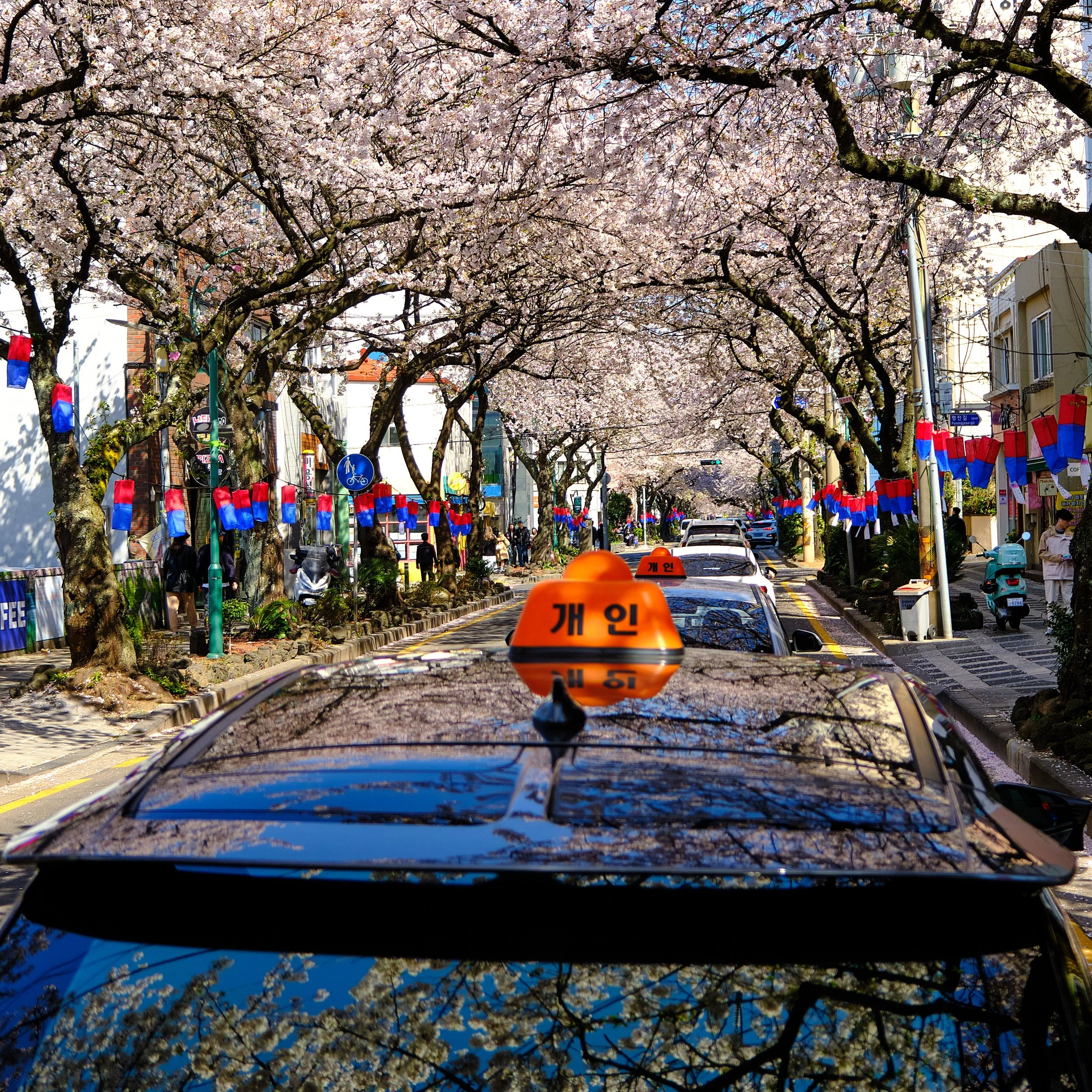 cherry blossom2889.jpeg