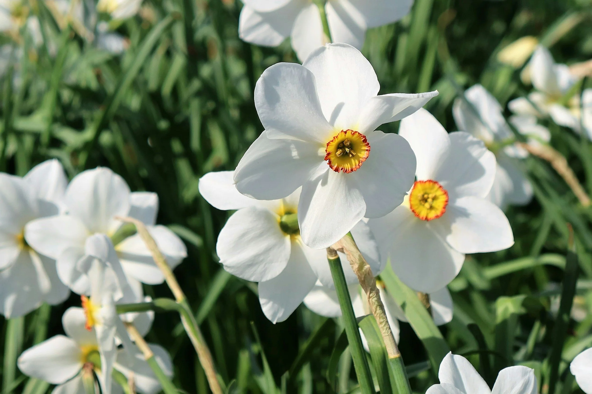 Close-up of white flowers with yellow and red centers amidst green grass or foliage.