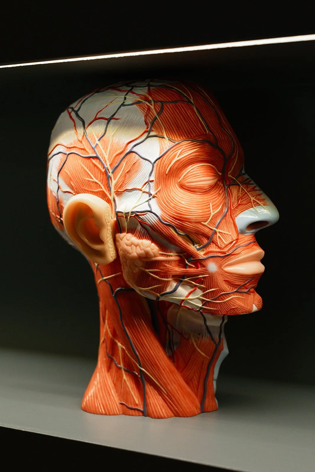Image of an anatomical head, showing facial muscles, nerves and veins, used to teach clients about the face