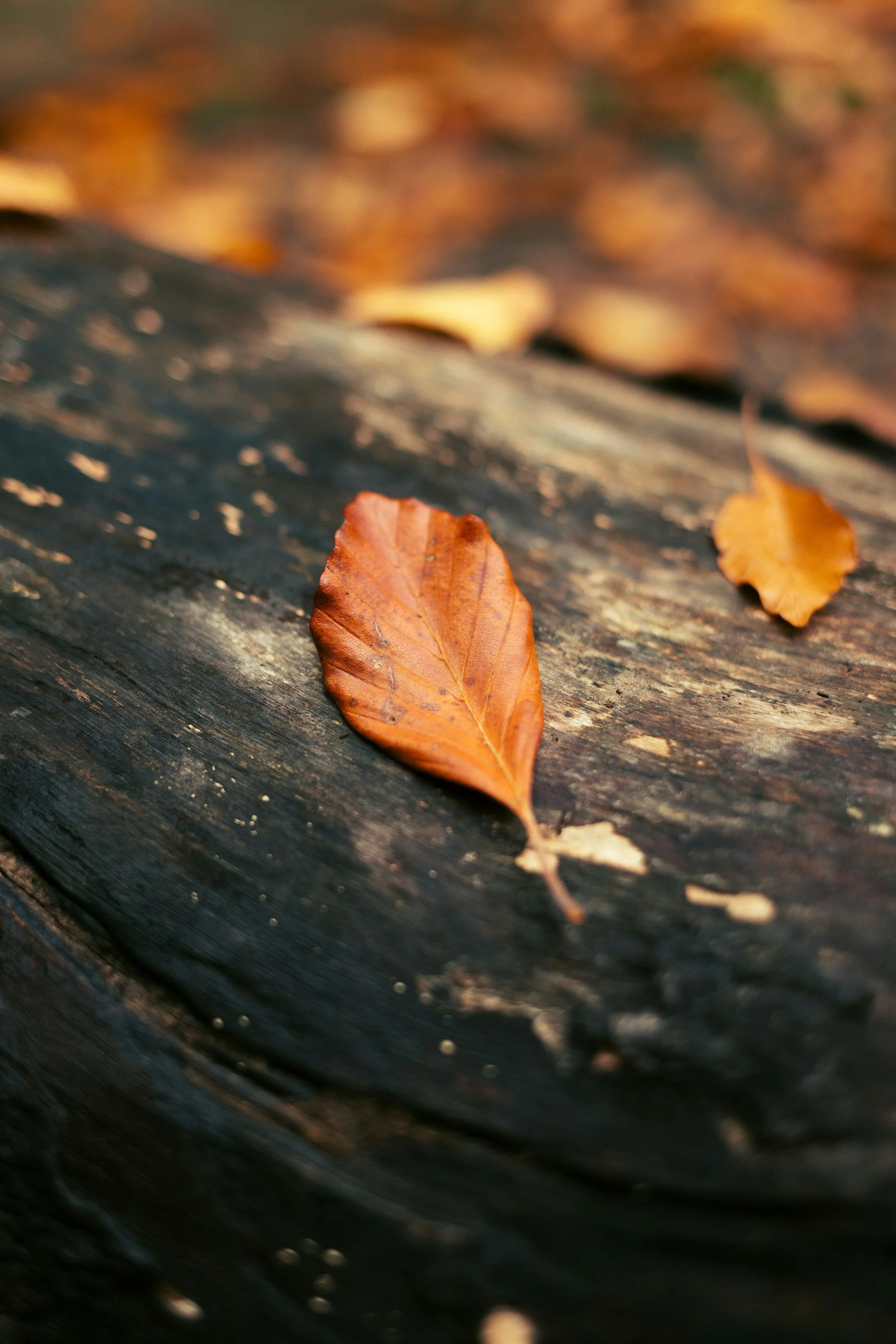 In die Stille — Schweigeretreat mit Yoga, Meditation und Pranayama