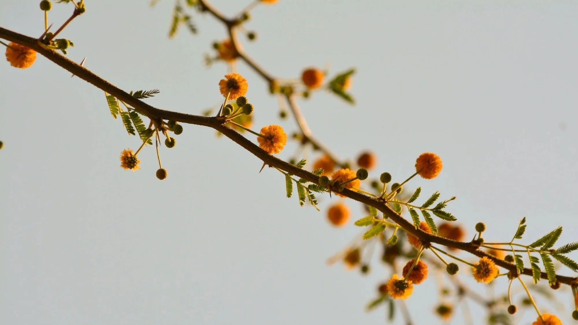 Close-up of a tree branch with small orange flowers and green leaves against a clear sky.