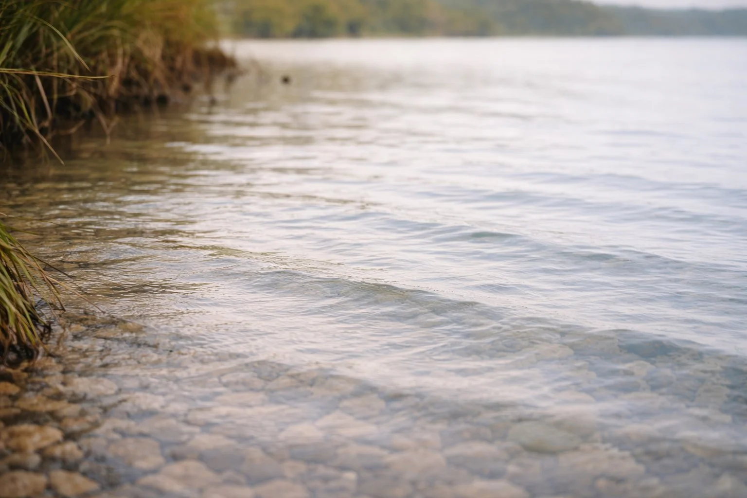 Close-up of coastal shoreline with clear water gently lapping against a rocky and grassy bank, with a distant tree line in the background.