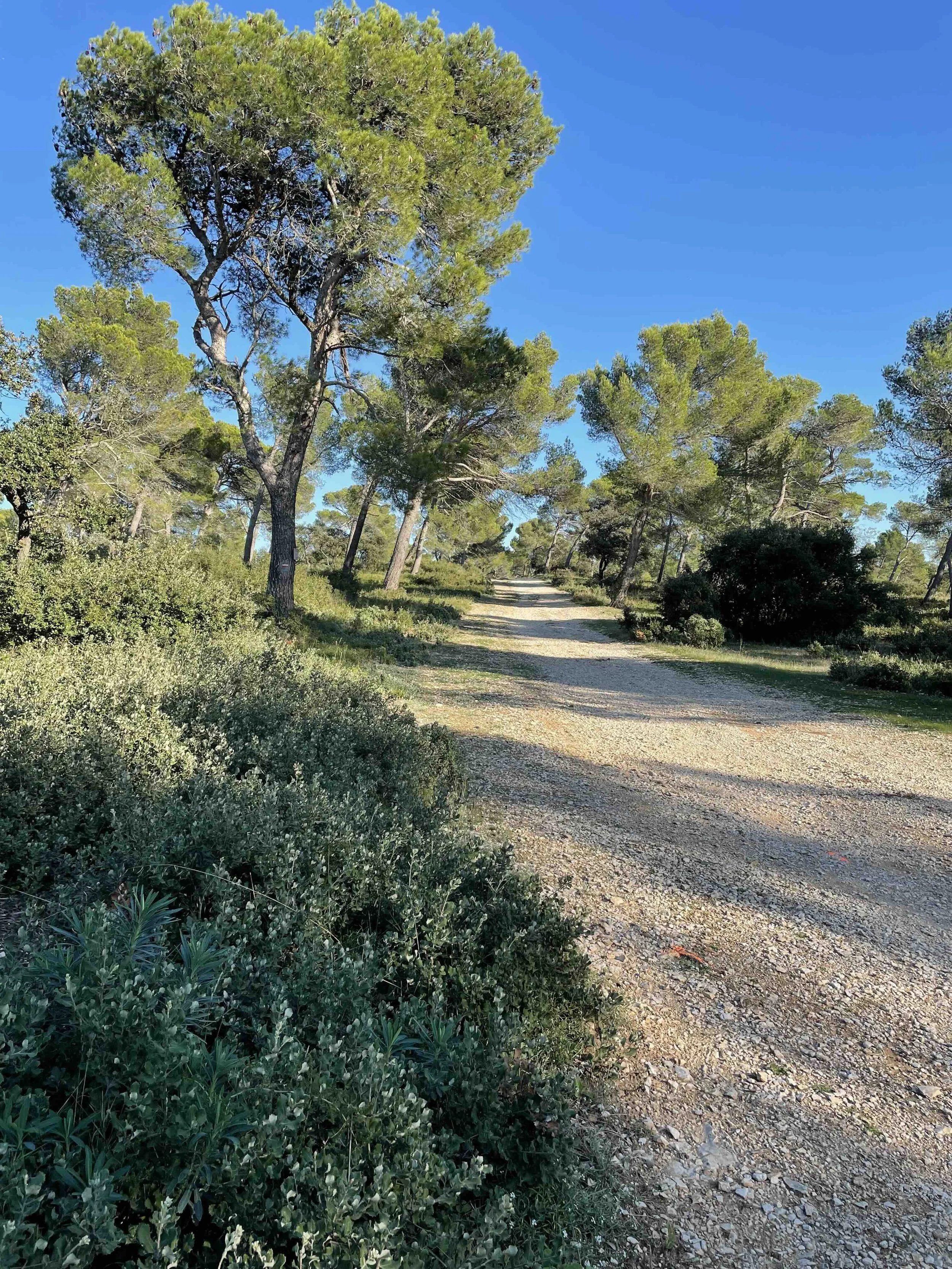 A dirt walking trail lined with green bushes and tall trees under a clear blue sky.