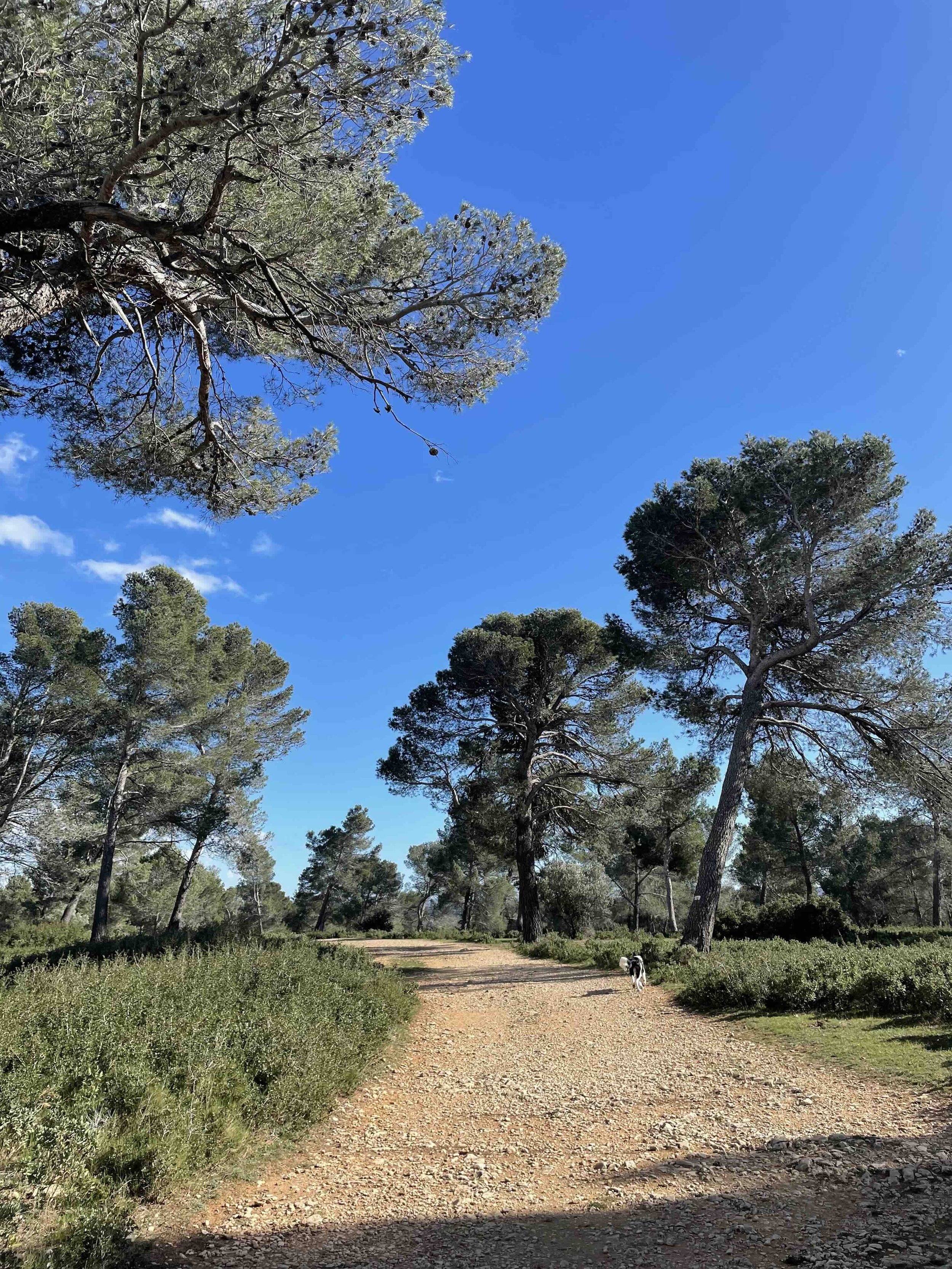A dirt trail in the Alpilles forest in Provence, France with tall pine trees and green shrubs, under a bright blue sky with a few clouds.