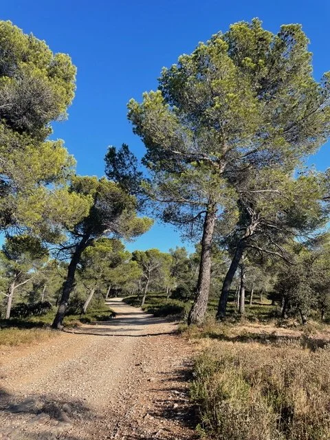 Dirt trail winding through a forest of green pine trees under a clear blue sky.