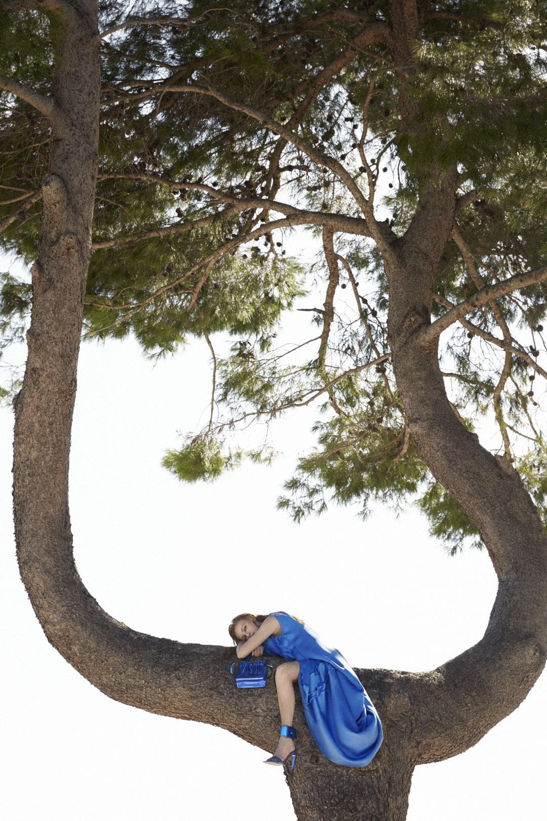 A woman dressed in a blue outfit and heels is sitting on a large branch of a tall tree with sprawling branches and needle-like leaves. The sky in the background is bright and clear.