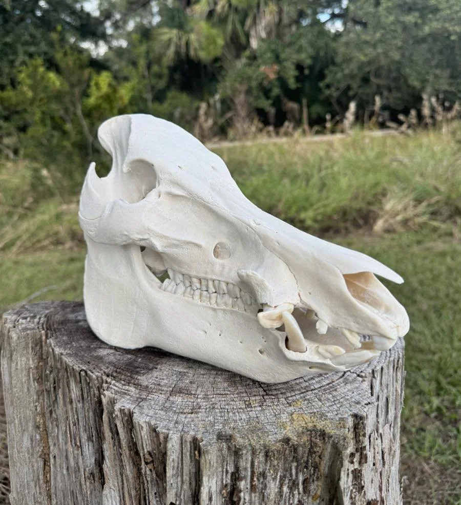 Hog Skull.jpg