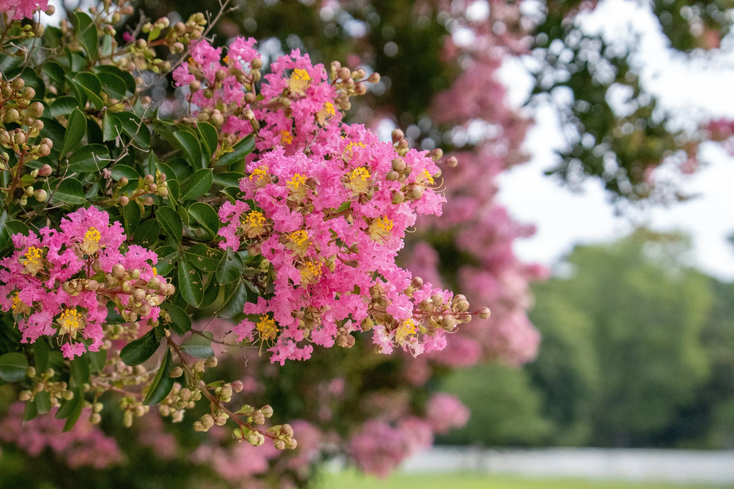 Blooming pink crepe myrtle flowers with green leaves and a blurred background of trees and grass.