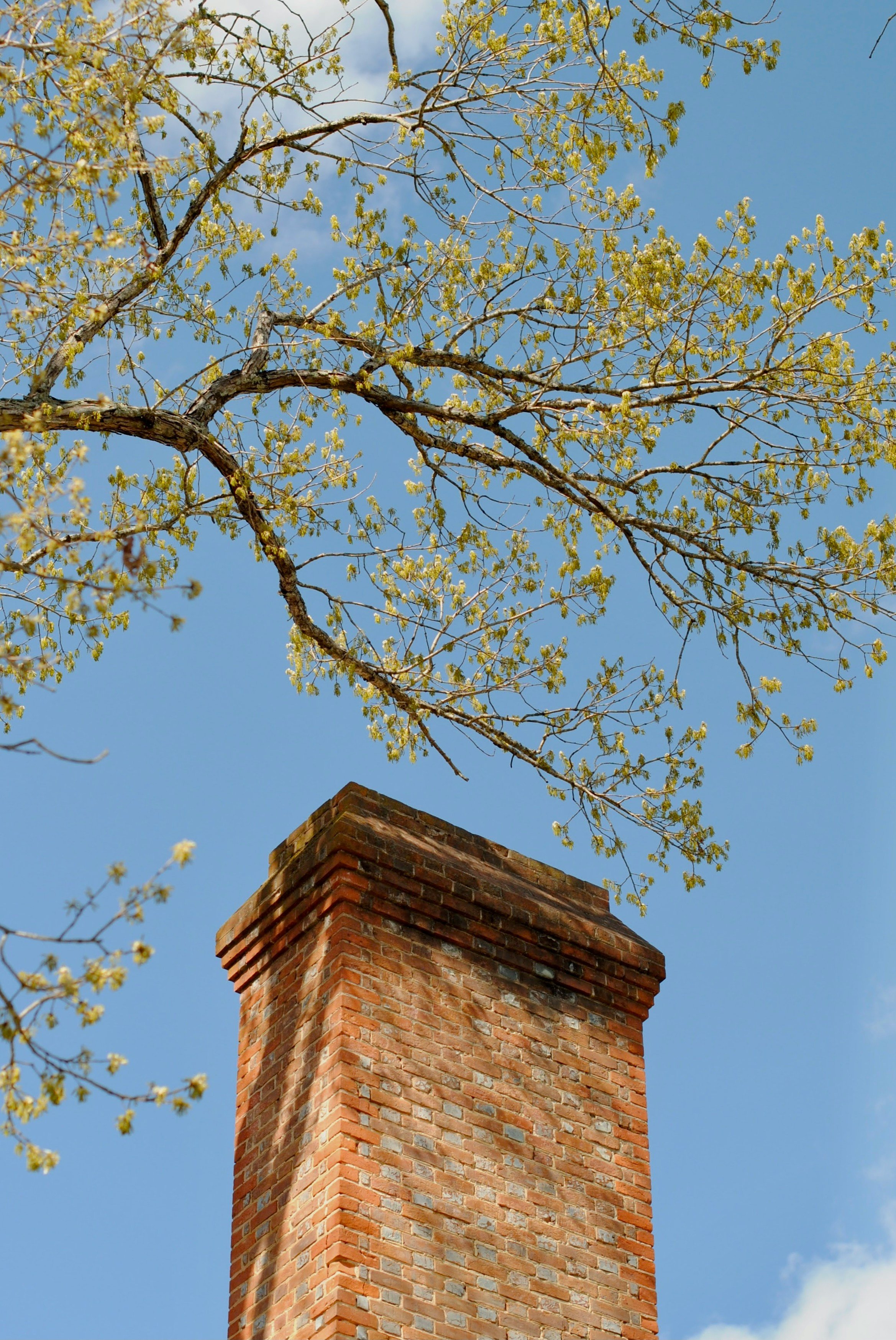 A brick chimney with a tree branch with budding leaves extending into the sky.
