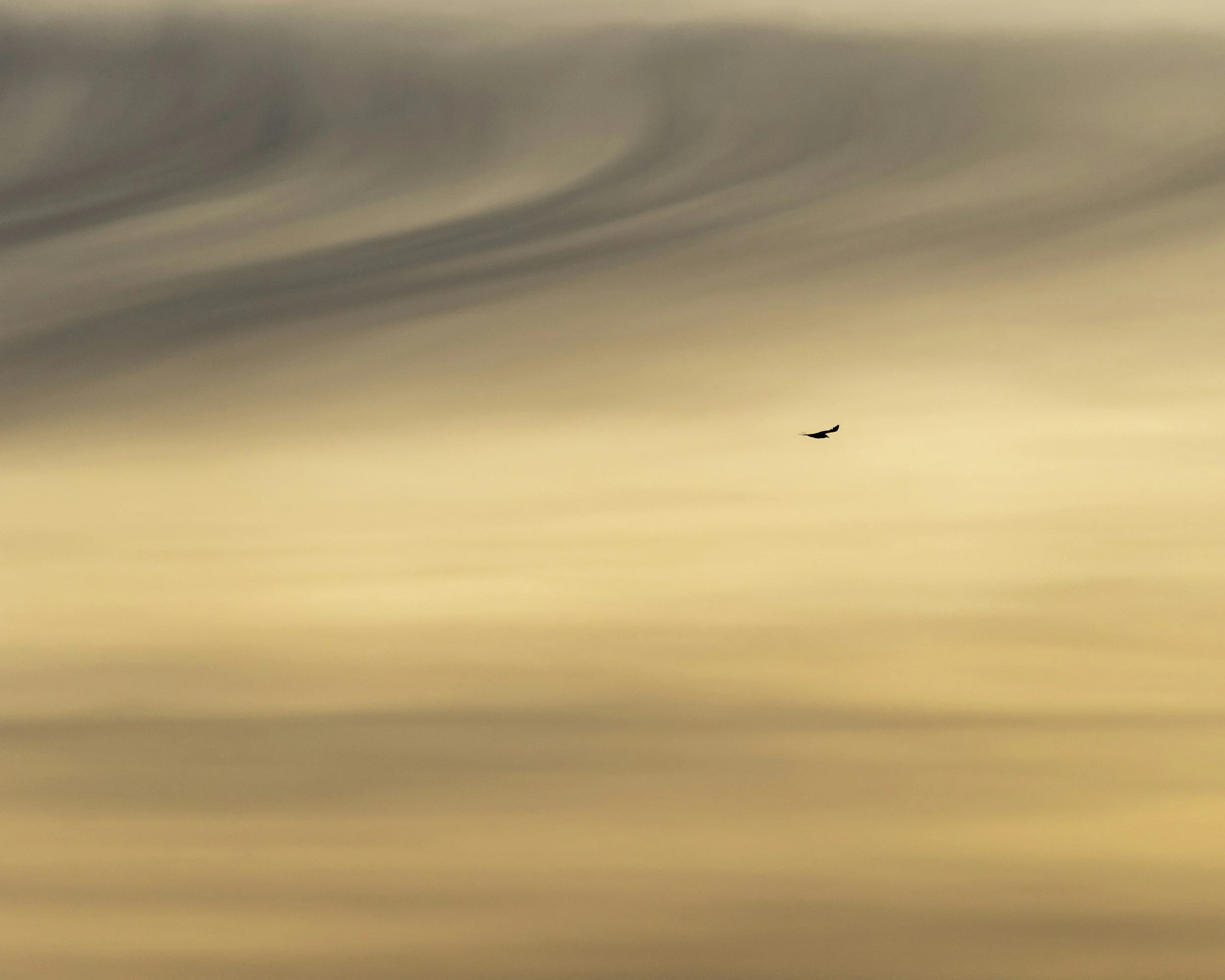 A small bird flying in the sky during sunset or sunrise with scattered clouds.