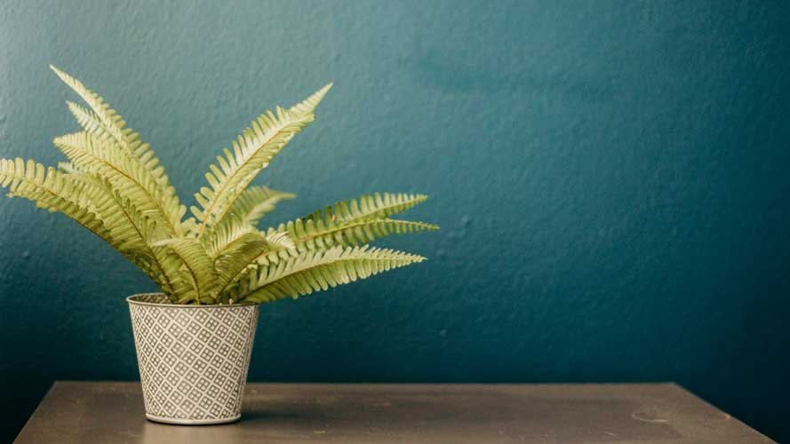 A potted fern plant on a wooden surface against a teal wall.
