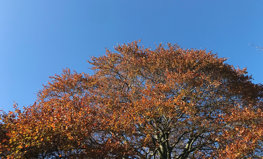 Flamboyant Fire