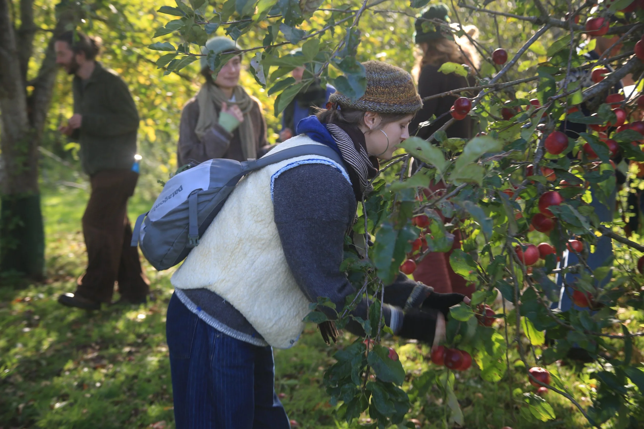 People picking apples in an orchard during daytime.