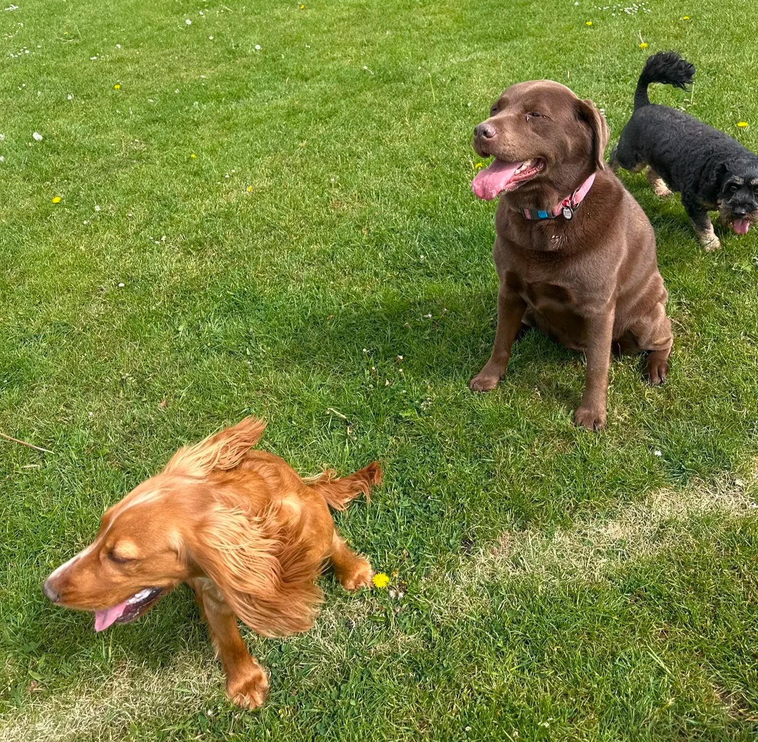 A chocolate labrador, a cocker spaniel and a black terrier resting on grass during a Brighton dog walk