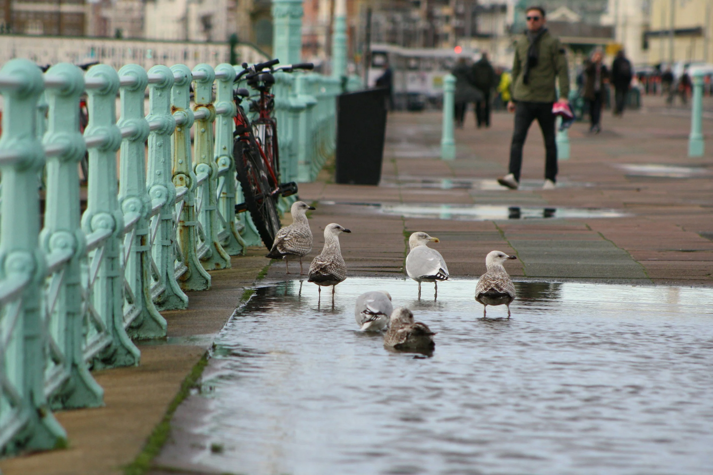 Standing water pooled on Brighton seafront promenade beside the railings, with gulls stood in it