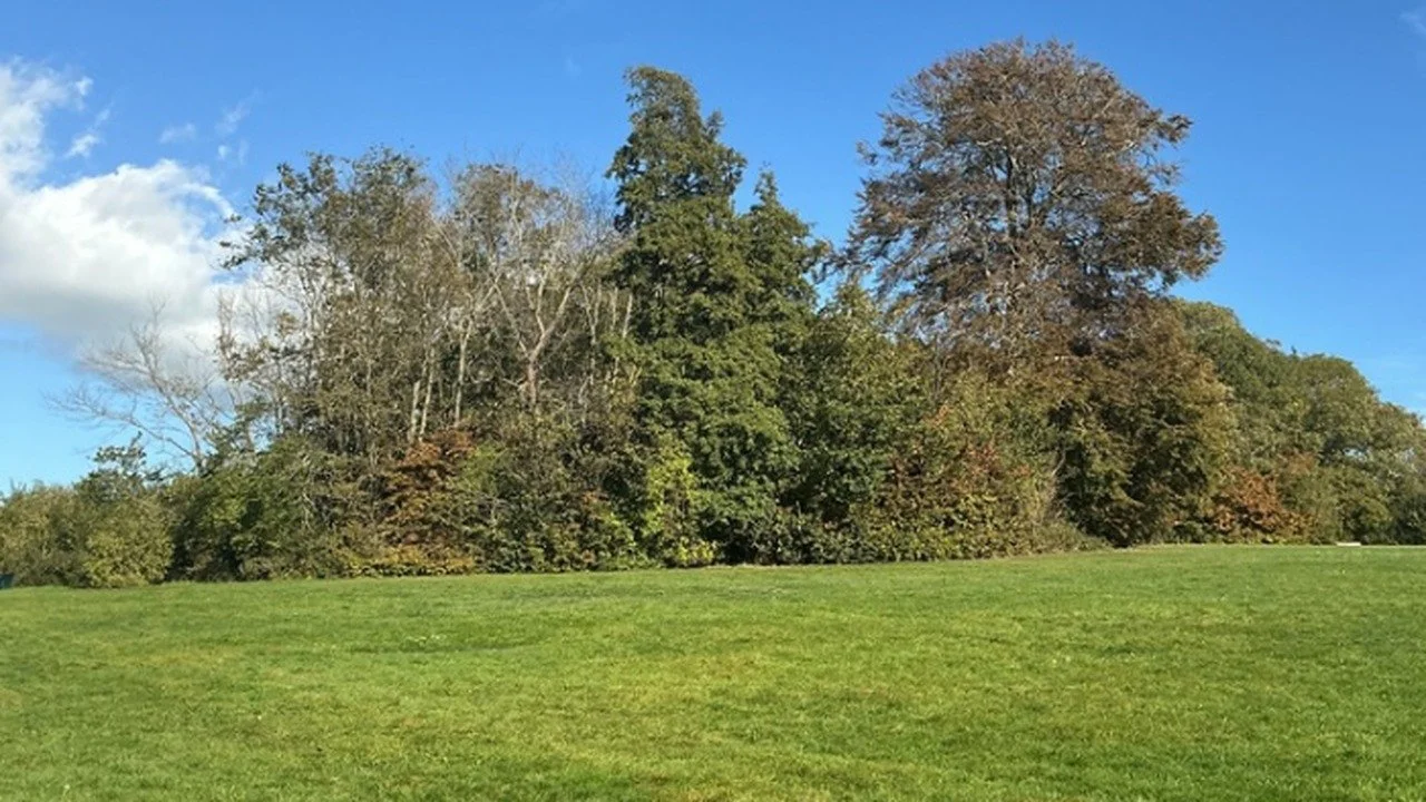 Withdean Park Tree Felling: About 200 Elm Trees to Be Removed From Monday 19 October