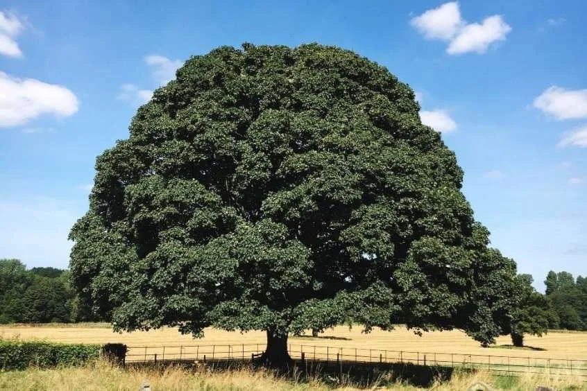 English Oak tree available through Brighton and Hove Living Legacy scheme