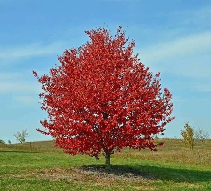 Red Maple tree available for dedication in Brighton