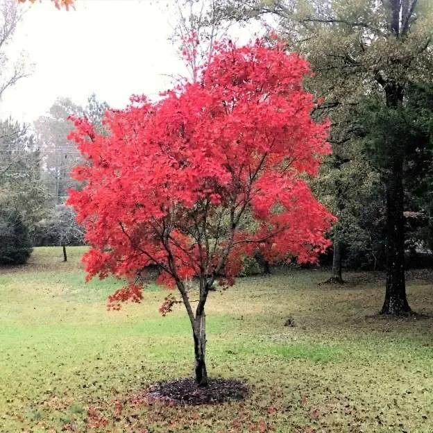 Japanese Maple tree available for dedication in Brighton