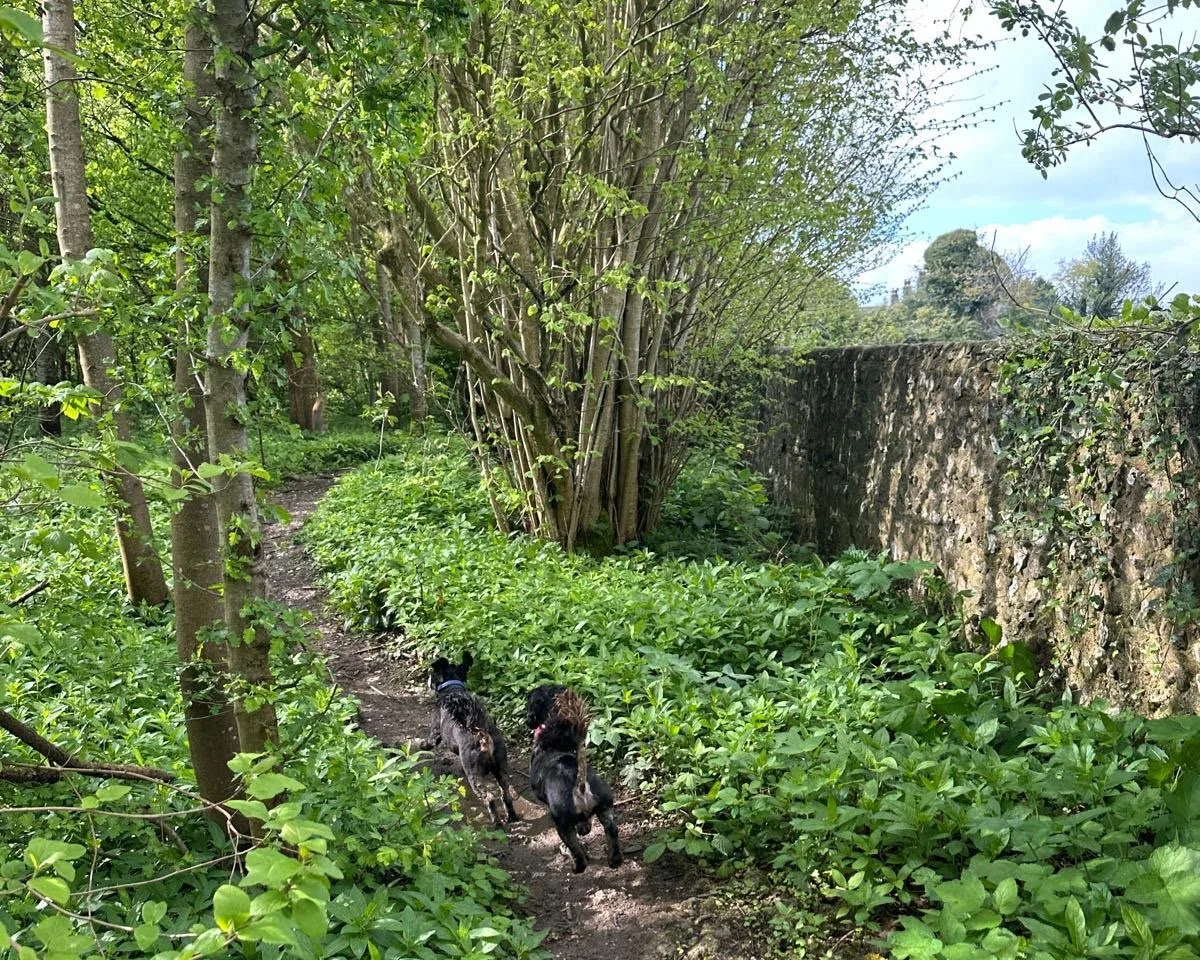 Two black terriers running along a woodland path beside a flint wall on a Brighton dog walk