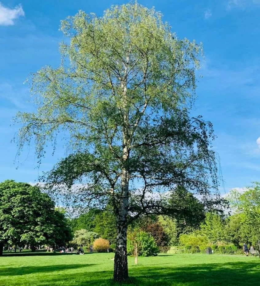 Silver Birch tree available for dedication in Brighton