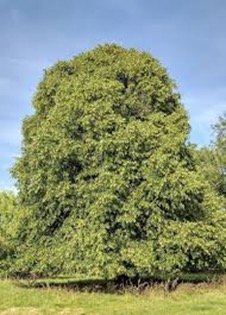 Broad Leaved Lime tree available for dedication in Brighton