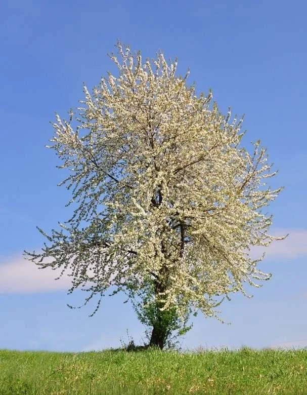 Field Maple tree available for dedication in Brighton