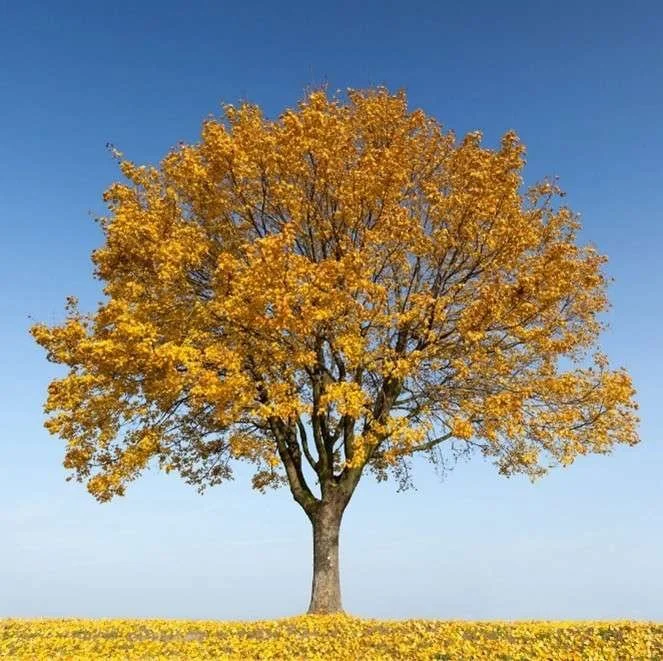 Field Maple tree available for dedication in Brighton