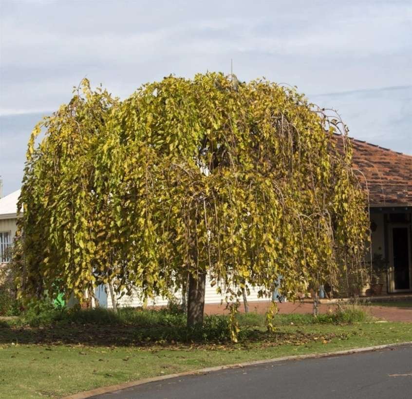 Weeping White Mulberry tree available for dedication in Brighton
