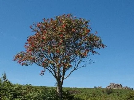 Rowan tree available for dedication in Brighton