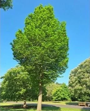 Lobel Elm tree available for dedication in Brighton