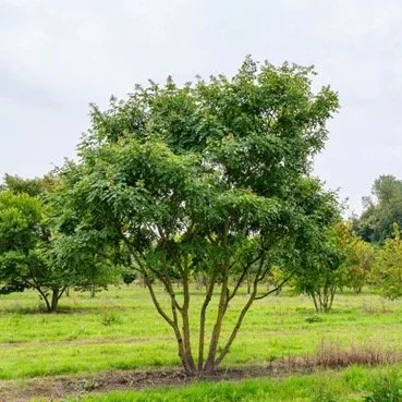 Japanese Hornbeam tree available for dedication in Brighton