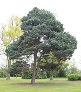 Scots Pine tree available for dedication in Brighton