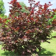 Red Filbert tree available for dedication in Brighton