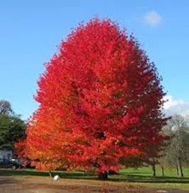 Liquidambar tree available for dedication in Brighton