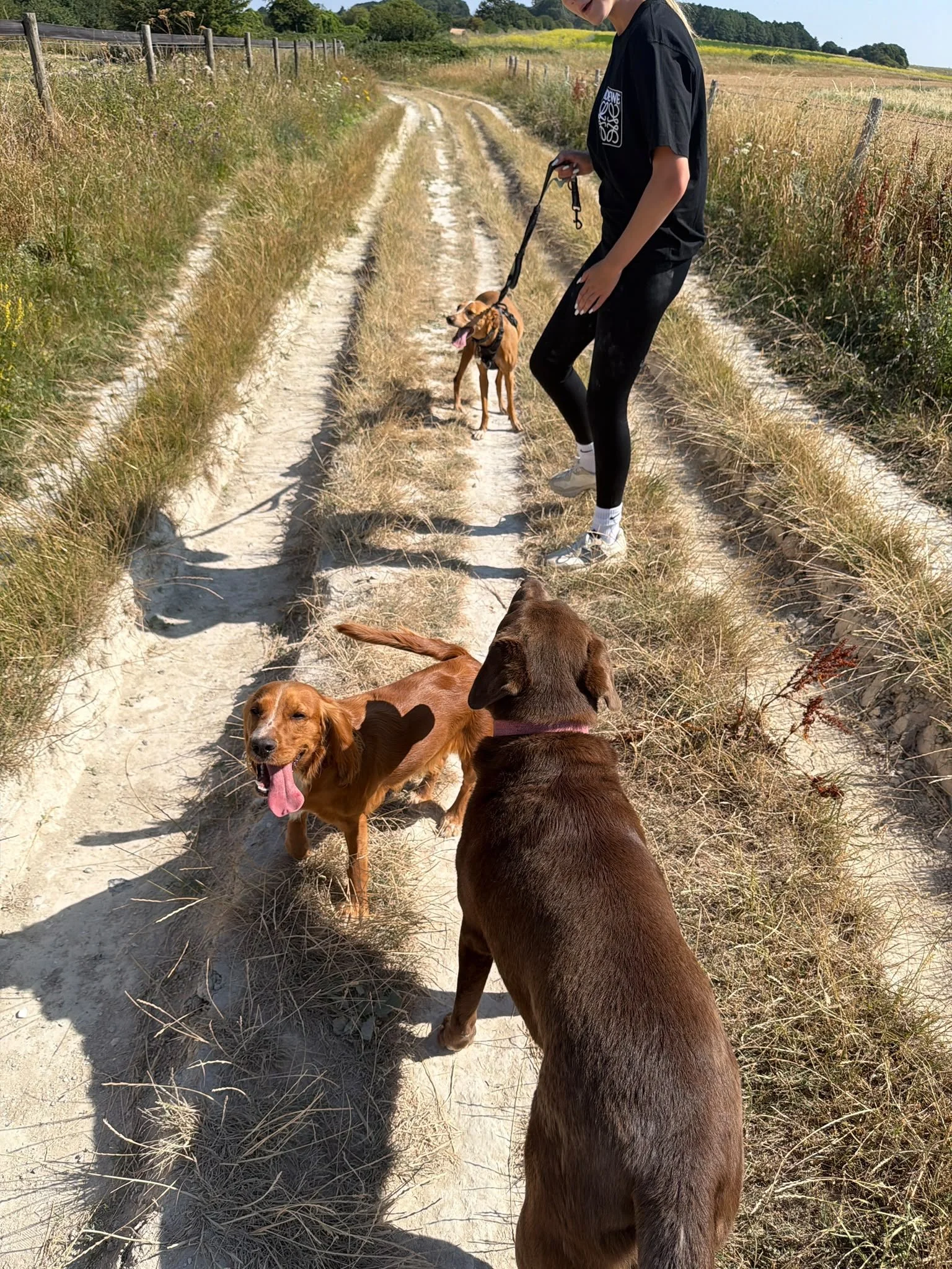 A Furry Adventures walker with three dogs on a chalk track on the South Downs above Brighton