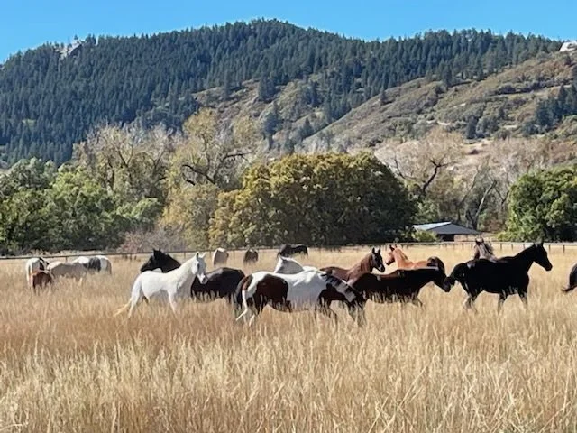 Happy Dog Ranch