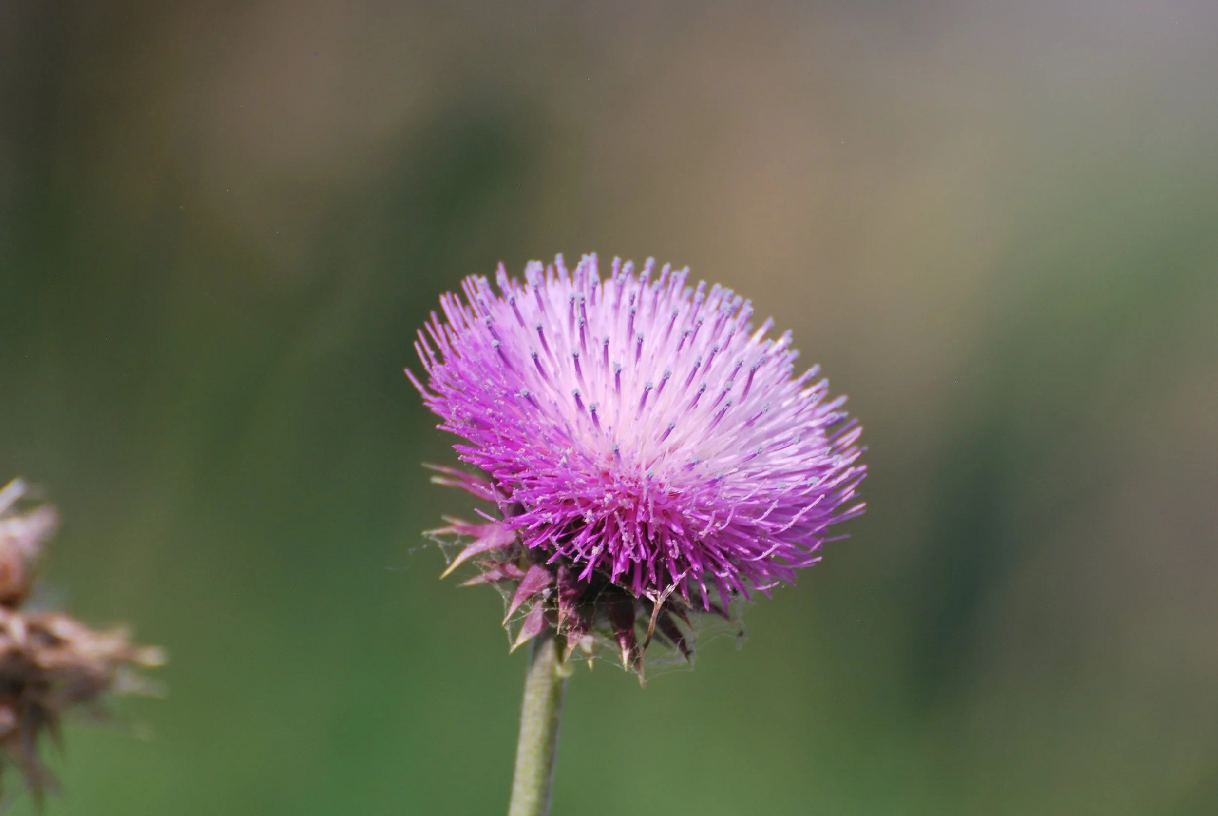 thistle flower.JPG