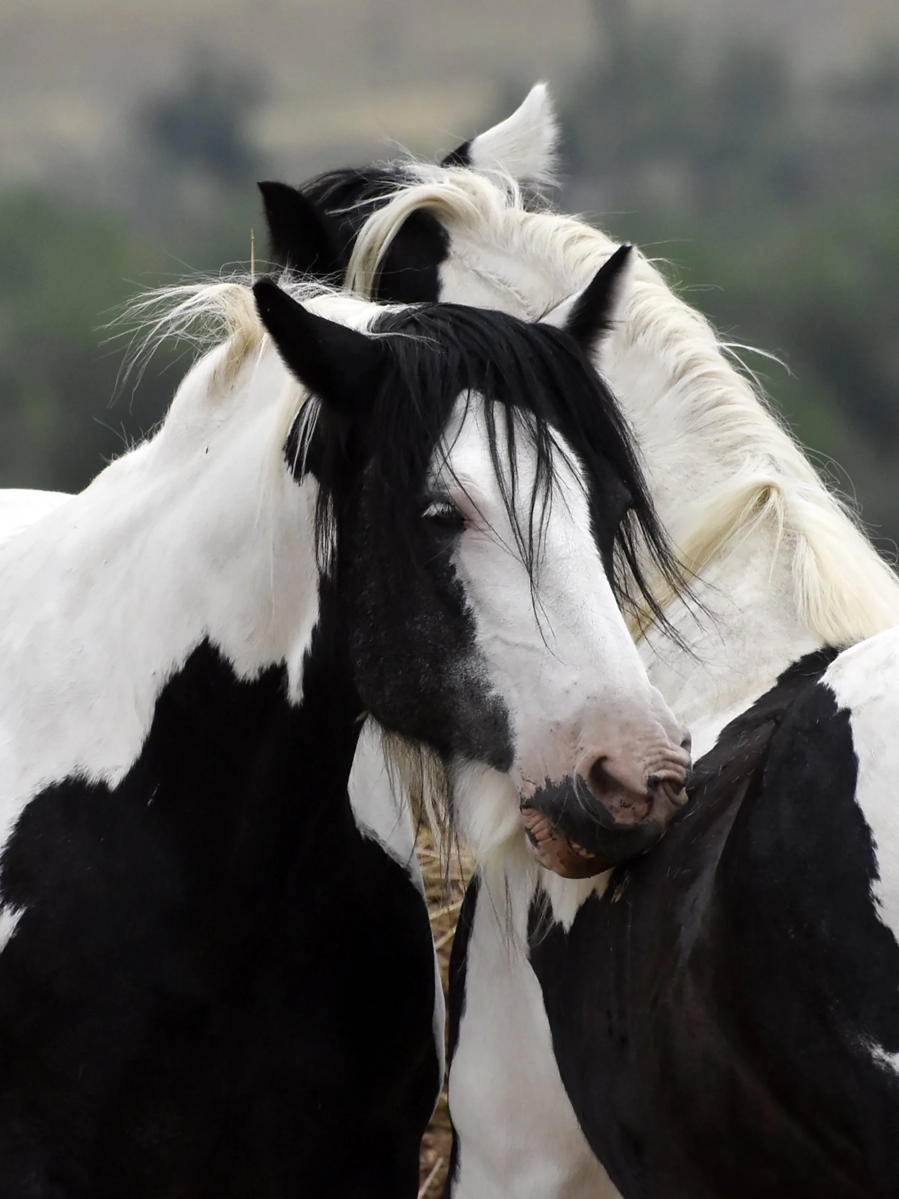 Embarr and Fionn.JPG