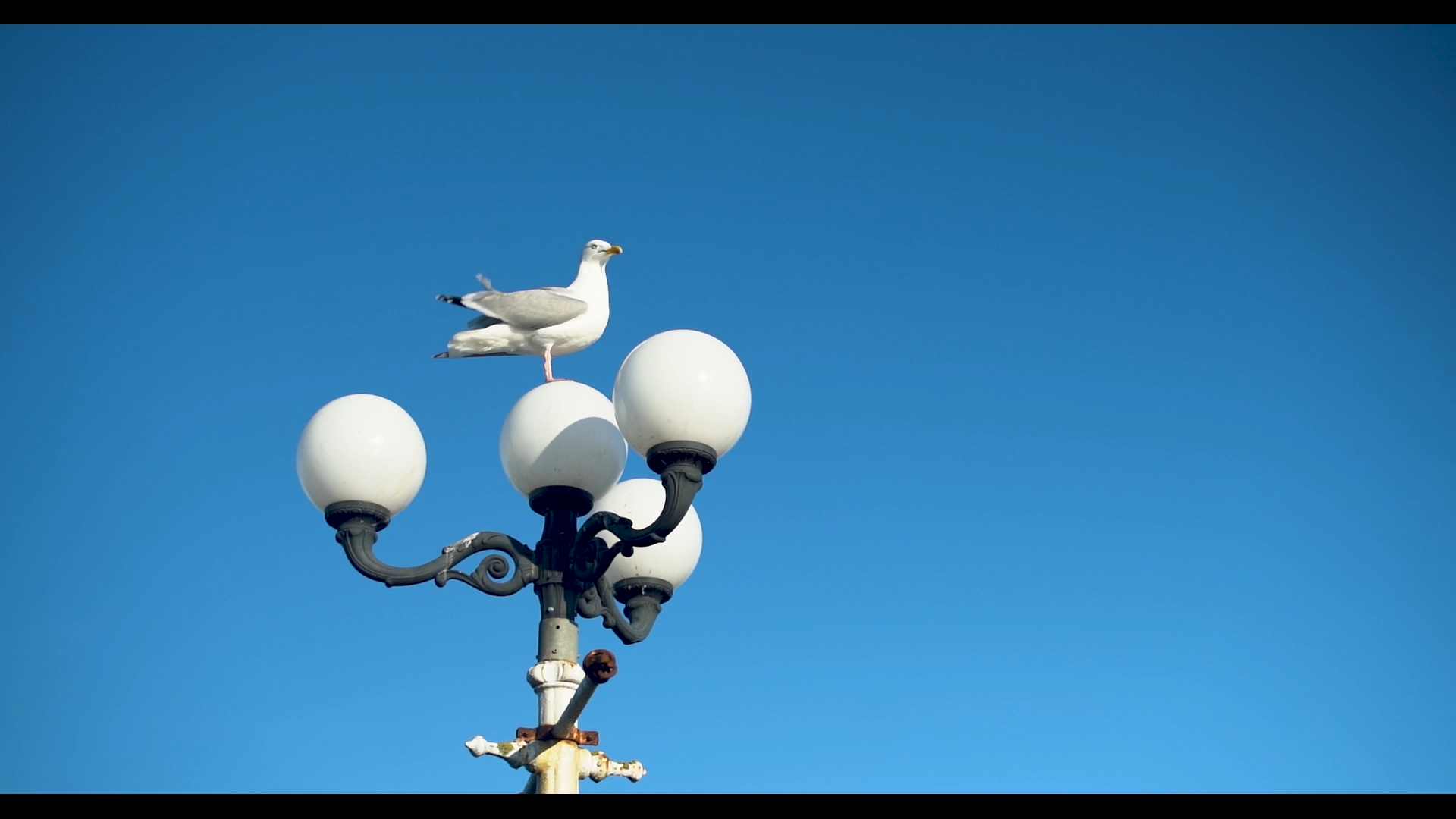 A seagull standing on a decorative streetlamp with four white globe lights, against a clear blue sky.