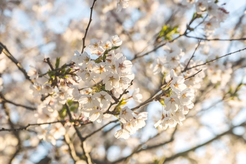 White blossom tree for Blossom Within