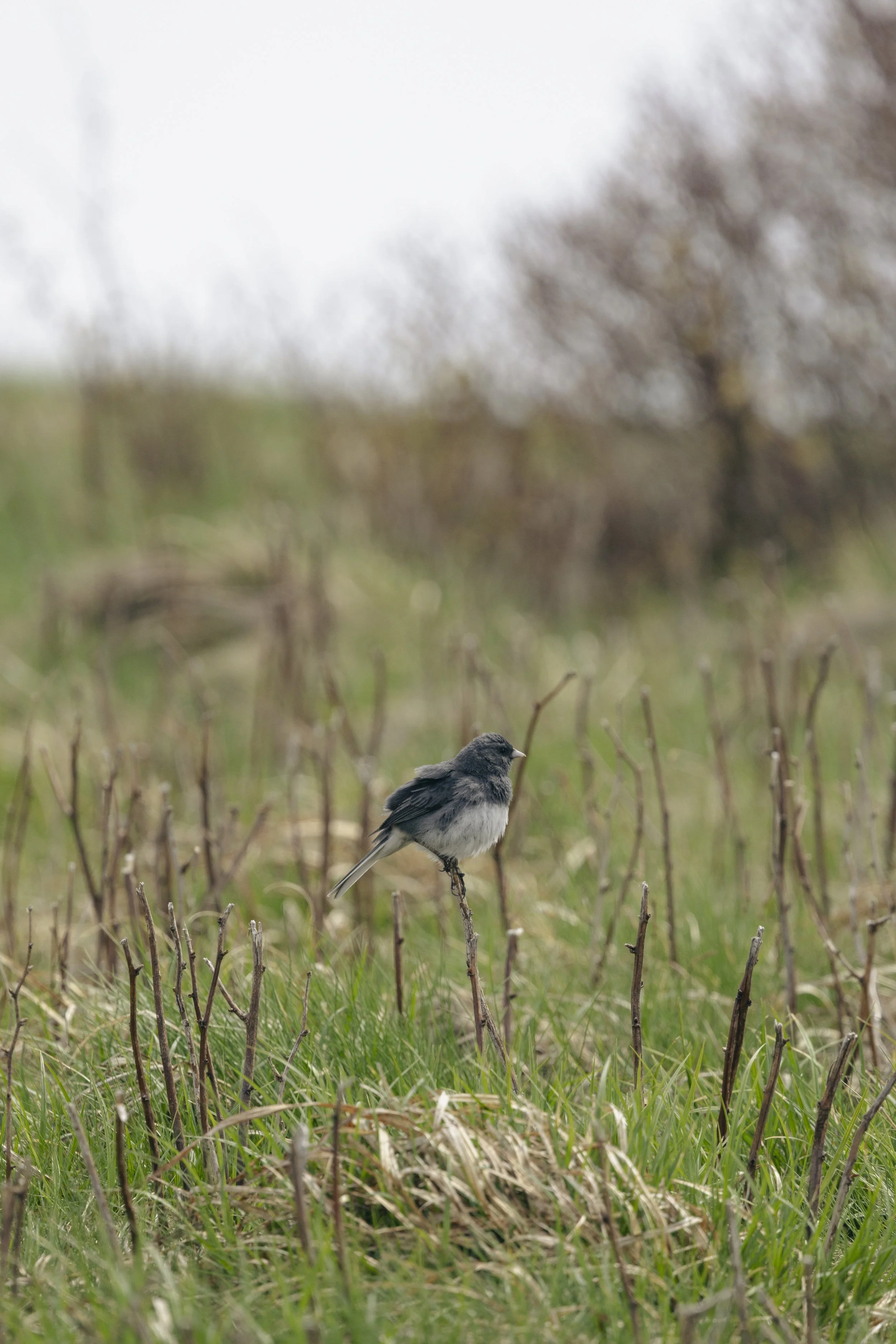 Mountains Spring 26_67.JPG